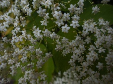 Mürver böğürtleninin küçük beyaz çiçekleri yeşil yaprakların üzerine yakın plan ve yer tutucu.
