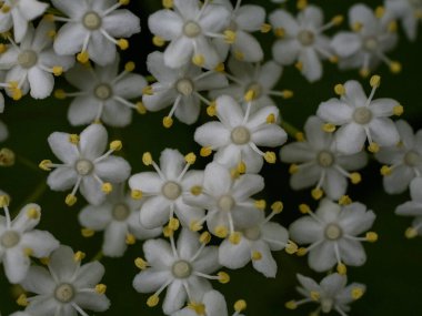 Mürver böğürtleninin küçük beyaz çiçekleri yeşil yaprakların üzerine yakın plan ve yer tutucu.