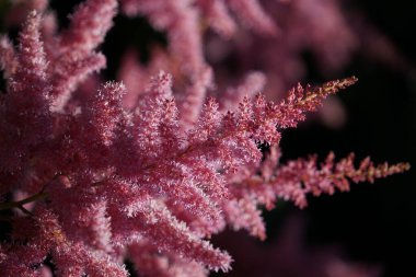 Yaz çiçekleri sıcak mevsimde bahçelerde çiçek açar. Farklı renk ve tipleri var. Birçok yaz çiçeğinin hoş bir kokusu vardır. Bu çiçekler herhangi bir bahçenin süsüdür.