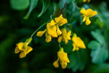 Yaz çiçekleri sıcak mevsimde bahçelerde çiçek açar. Farklı renk ve tipleri var. Birçok yaz çiçeğinin hoş bir kokusu vardır. Bu çiçekler herhangi bir bahçenin süsüdür.