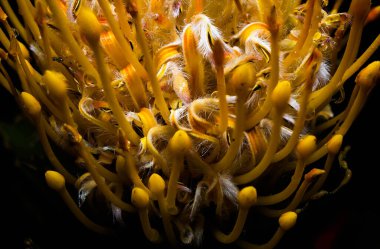 Yaz çiçekleri sıcak mevsimde bahçelerde çiçek açar. Farklı renk ve tipleri var. Birçok yaz çiçeğinin hoş bir kokusu vardır. Bu çiçekler herhangi bir bahçenin süsüdür.