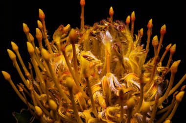 Yaz çiçekleri sıcak mevsimde bahçelerde çiçek açar. Farklı renk ve tipleri var. Birçok yaz çiçeğinin hoş bir kokusu vardır. Bu çiçekler herhangi bir bahçenin süsüdür.