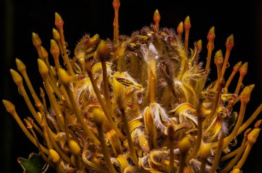 Yaz çiçekleri sıcak mevsimde bahçelerde çiçek açar. Farklı renk ve tipleri var. Birçok yaz çiçeğinin hoş bir kokusu vardır. Bu çiçekler herhangi bir bahçenin süsüdür.