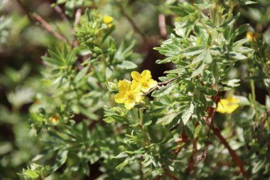 Yaz çiçekleri sıcak mevsimde bahçelerde çiçek açar. Farklı renk ve tipleri var. Birçok yaz çiçeğinin hoş bir kokusu vardır. Bu çiçekler herhangi bir bahçenin süsüdür.