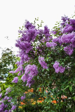 Yaz çiçekleri sıcak mevsimde bahçelerde çiçek açar. Farklı renk ve tipleri var. Birçok yaz çiçeğinin hoş bir kokusu vardır. Bu çiçekler herhangi bir bahçenin süsüdür.