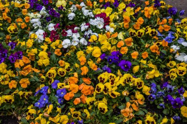 Yaz çiçekleri sıcak mevsimde bahçelerde çiçek açar. Farklı renk ve tipleri var. Birçok yaz çiçeğinin hoş bir kokusu vardır. Bu çiçekler herhangi bir bahçenin süsüdür.