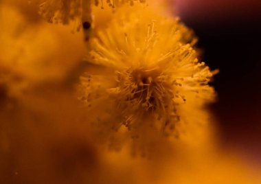 Yaz çiçekleri sıcak mevsimde bahçelerde çiçek açar. Farklı renk ve tipleri var. Birçok yaz çiçeğinin hoş bir kokusu vardır. Bu çiçekler herhangi bir bahçenin süsüdür.