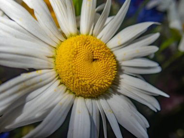 Yaz çiçekleri sıcak mevsimde bahçelerde çiçek açar. Farklı renk ve tipleri var. Birçok yaz çiçeğinin hoş bir kokusu vardır. Bu çiçekler herhangi bir bahçenin süsüdür.