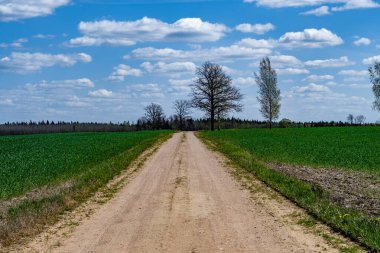 Yazın güzel ağaçlar ve güneş ışığı olan kırsal yol.