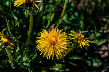 Sarı karahindiba. Yeşil bahar otlaklarının arka planında parlak çiçekler..