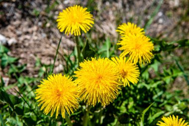 Sarı karahindiba. Yeşil bahar otlaklarının arka planında parlak çiçekler..