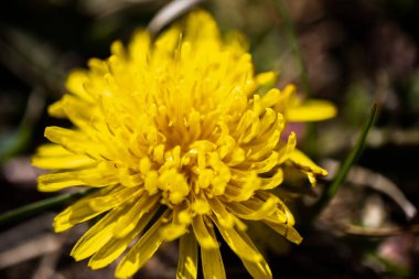 Sarı karahindiba. Yeşil bahar otlaklarının arka planında parlak çiçekler..