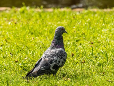 Yurtiçi güvercin, Columba Livia domestica