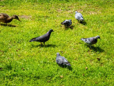 Yurtiçi güvercin, Columba Livia domestica