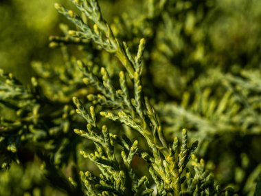 Katlanmış thuja Kan-Kan 'ın dalındaki güzel yeşil yaprakların yakın plan resmi. Bahçedeki Thuja plicata Cancan. Seçici odak.