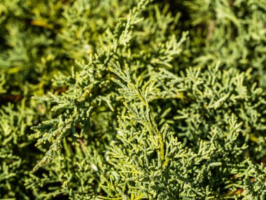 Katlanmış thuja Kan-Kan 'ın dalındaki güzel yeşil yaprakların yakın plan resmi. Bahçedeki Thuja plicata Cancan. Seçici odak.