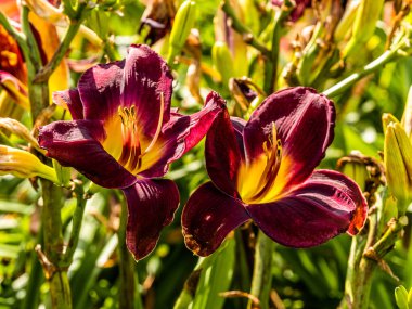 Çiçekli zambak çiçekleri (Hemerocallis çiçeği), güneşli bir günde yakın plan. Hemerokallis fulva. Bahçedeki dekoratif çiçeğin güzelliği.