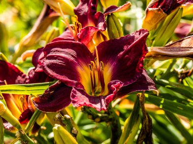 Çiçekli zambak çiçekleri (Hemerocallis çiçeği), güneşli bir günde yakın plan. Hemerokallis fulva. Bahçedeki dekoratif çiçeğin güzelliği.