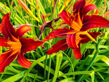 Çiçekli zambak çiçekleri (Hemerocallis çiçeği), güneşli bir günde yakın plan. Hemerokallis fulva. Bahçedeki dekoratif çiçeğin güzelliği.