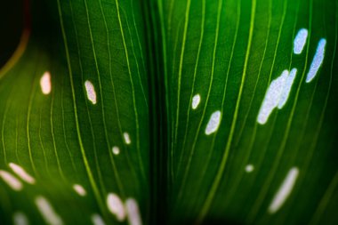 Yaprak Dokusunun Makro Fotoğrafı.