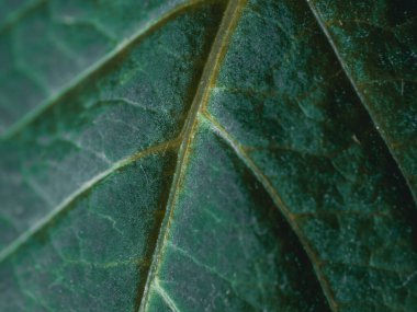 Yaprak Dokusunun Makro Fotoğrafı.