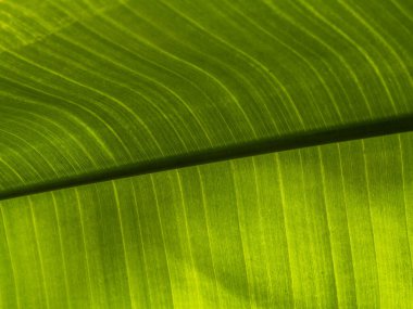 Yaprak Dokusunun Makro Fotoğrafı.