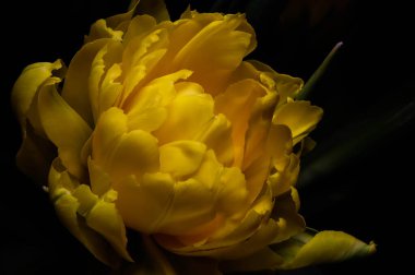 Gerçeküstü koyu krom kontrast siyah üzerinde izole edilmiş egzotik sarı lale çiçeği makrosu