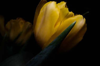 Gerçeküstü koyu krom kontrast siyah üzerinde izole edilmiş egzotik sarı lale çiçeği makrosu