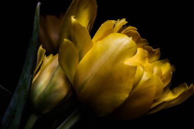 Gerçeküstü koyu krom kontrast siyah üzerinde izole edilmiş egzotik sarı lale çiçeği makrosu