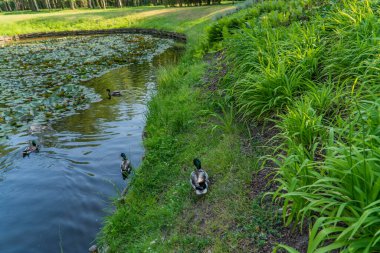 VENTSPILS, LATVIA, 9 Haziran 2019: Parklar, anıtlar ve sokaklar.