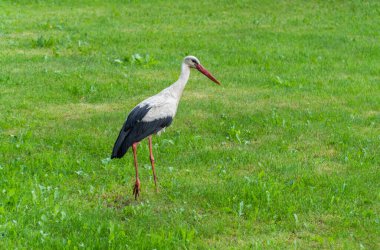 Avrupa beyaz yeşil bir çayırda ayakta leylek, ciconia,