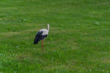 Avrupa beyaz yeşil bir çayırda ayakta leylek, ciconia,