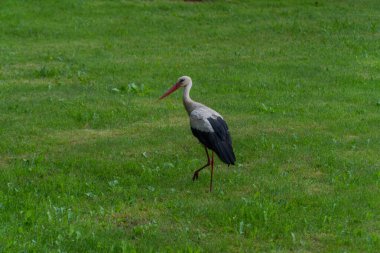 Avrupa beyaz yeşil bir çayırda ayakta leylek, ciconia,
