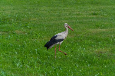 Avrupa beyaz yeşil bir çayırda ayakta leylek, ciconia,