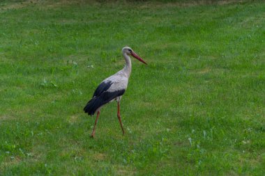 Avrupa beyaz yeşil bir çayırda ayakta leylek, ciconia,