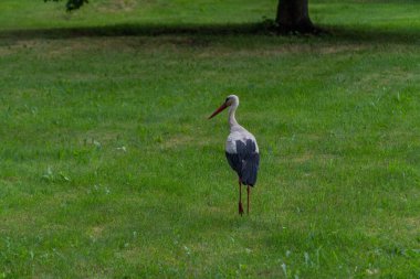Avrupa beyaz yeşil bir çayırda ayakta leylek, ciconia,