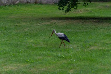 Avrupa beyaz yeşil bir çayırda ayakta leylek, ciconia,