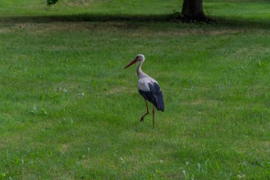 Avrupa beyaz yeşil bir çayırda ayakta leylek, ciconia,