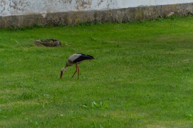 Avrupa beyaz yeşil bir çayırda ayakta leylek, ciconia,