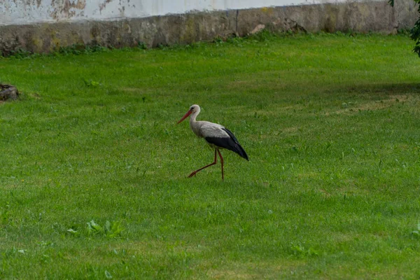 Avrupa beyaz yeşil bir çayırda ayakta leylek, ciconia,