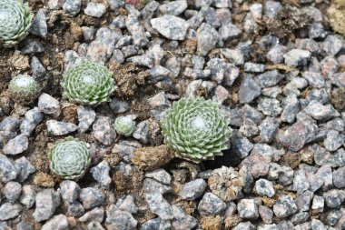 Tahta masanın üzerinde sulu bitkiler olan bir Floraryum. Minyatür kaktüslü küçük bir bahçe. Ev içi bitkiler.