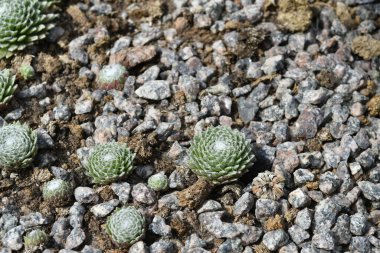 Tahta masanın üzerinde sulu bitkiler olan bir Floraryum. Minyatür kaktüslü küçük bir bahçe. Ev içi bitkiler.