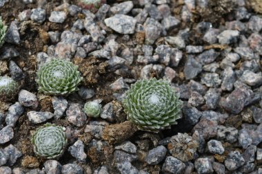 Tahta masanın üzerinde sulu bitkiler olan bir Floraryum. Minyatür kaktüslü küçük bir bahçe. Ev içi bitkiler.
