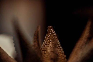 Tahta masanın üzerinde sulu bitkiler olan bir Floraryum. Minyatür kaktüslü küçük bir bahçe. Ev içi bitkiler.