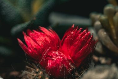 Tahta masanın üzerinde sulu bitkiler olan bir Floraryum. Minyatür kaktüslü küçük bir bahçe. Ev içi bitkiler.