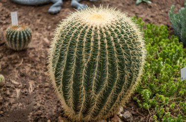 Tahta masanın üzerinde sulu bitkiler olan bir Floraryum. Minyatür kaktüslü küçük bir bahçe. Ev içi bitkiler.