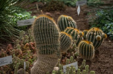 Tahta masanın üzerinde sulu bitkiler olan bir Floraryum. Minyatür kaktüslü küçük bir bahçe. Ev içi bitkiler.