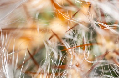 Tahta masanın üzerinde sulu bitkiler olan bir Floraryum. Minyatür kaktüslü küçük bir bahçe. Ev içi bitkiler.