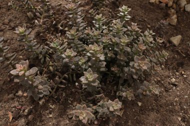 Tahta masanın üzerinde sulu bitkiler olan bir Floraryum. Minyatür kaktüslü küçük bir bahçe. Ev içi bitkiler.