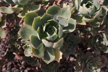 Tahta masanın üzerinde sulu bitkiler olan bir Floraryum. Minyatür kaktüslü küçük bir bahçe. Ev içi bitkiler.